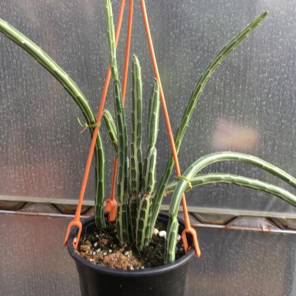 多肉植物：せネシオ クレイニア グレゴリー 吊り鉢*全幅70cm 5号鉢