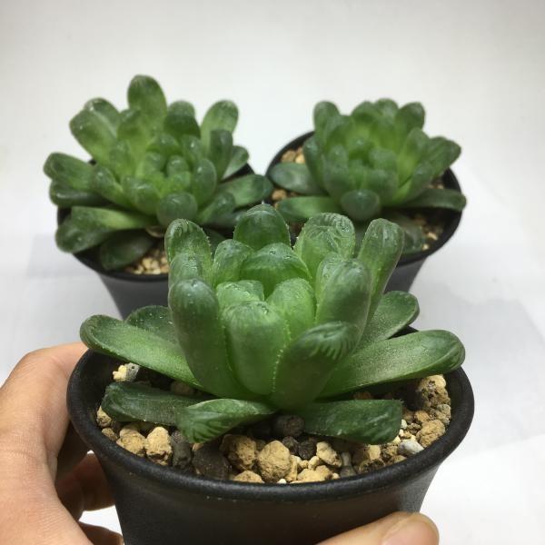 多肉植物：ハオルチア デルシアーナ*幅8cm : 遊恵盆栽 Yahoo!店