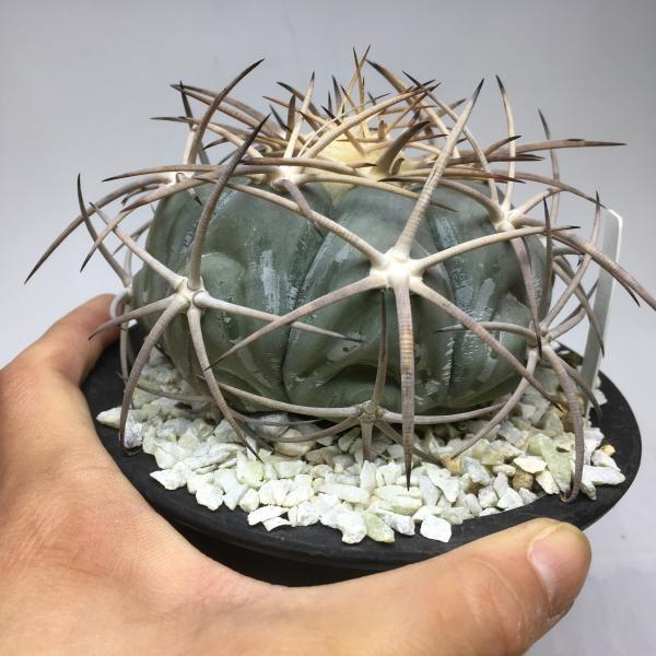 サボテン：エキノカクタス ニコリー 実生*9.5cm 現品 一品限り : 遊恵