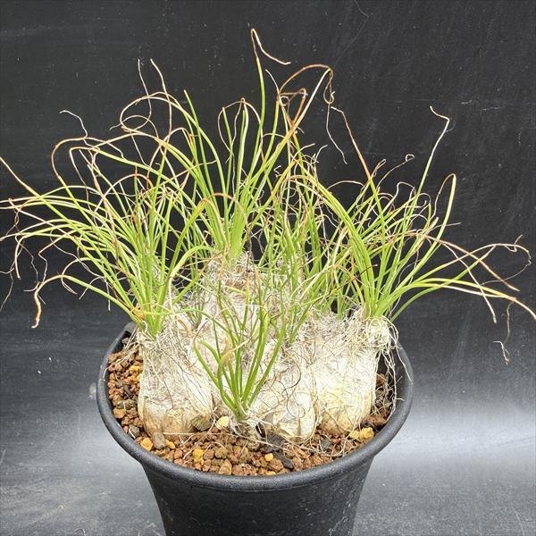 多肉植物★アルブカ フミリス開花苗★花はバニラの香り★耐寒性多年草 多肉植物：アルブカ フミリス M*葉幅8cm : 遊恵盆栽 Yahoo!店 - 通販