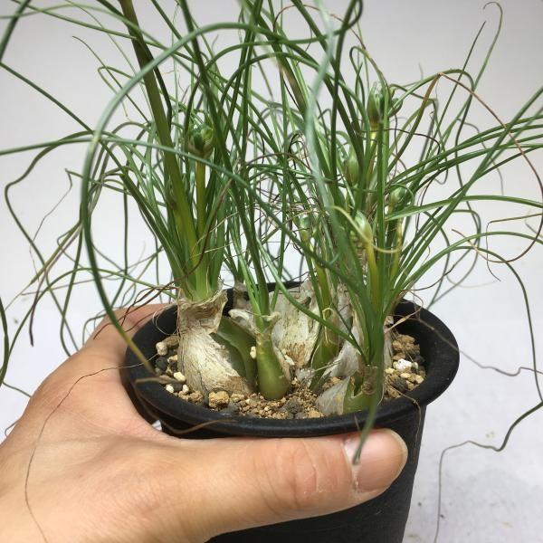 アルブカ・フミリス アルブカ フミリス | GREEN LUCK