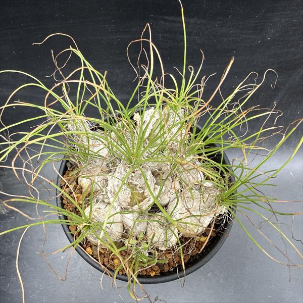 多肉植物：アルブカ フミリス M*葉幅8cm : 遊恵盆栽 Yahoo!店 - 通販