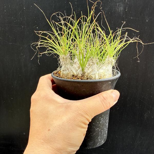 多肉植物：アルブカ フミリス M*葉幅8cm : 遊恵盆栽 Yahoo!店 - 通販