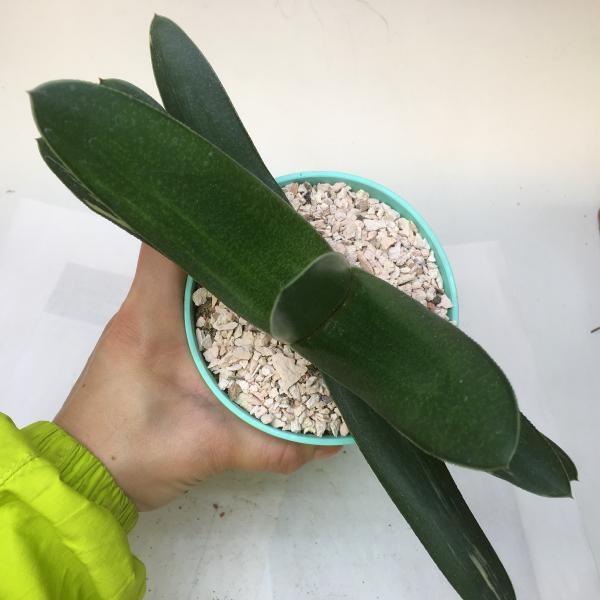 多肉植物 おしゃれ：ガステリア グリーンワイパー*幅24cm