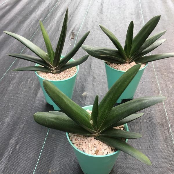 多肉植物 おしゃれ：ガステリア グリーンワイパー*幅24cm : 遊恵盆栽  