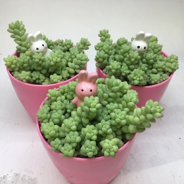 多肉植物 おしゃれ：セダム うさぎのかくれんぼ*幅10cm : 遊恵
