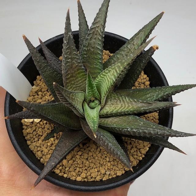 多肉植物：ハオルチア コエルマニオルム×スカブラ*L 幅10cm : 遊恵