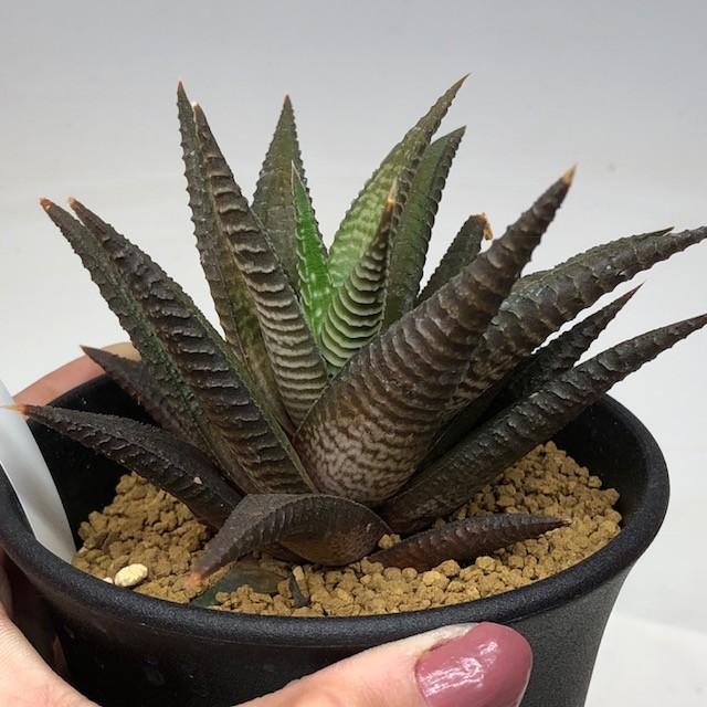 多肉植物：ハオルチア コエルマニオルム×スカブラ*L 幅10cm : 遊恵