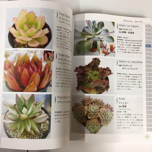 本：多肉植物エケベリア 原種とハイブリッド1000種*資材 : 遊恵盆栽