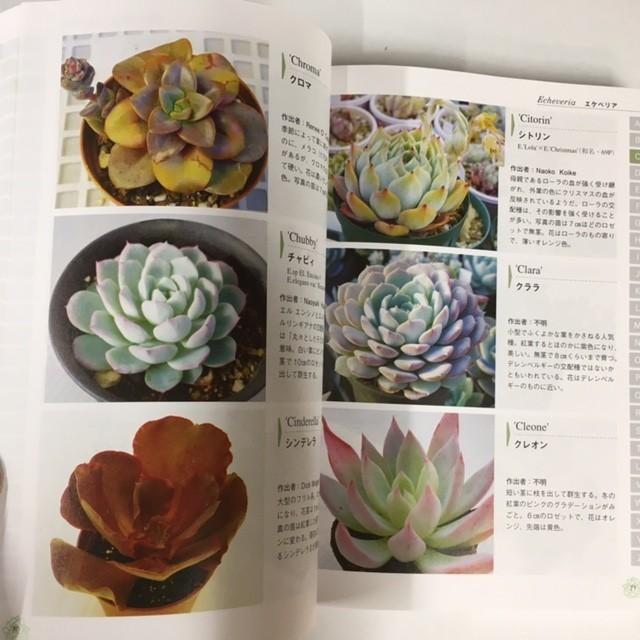 本：多肉植物エケベリア 原種とハイブリッド1000種*資材 : 遊恵盆栽