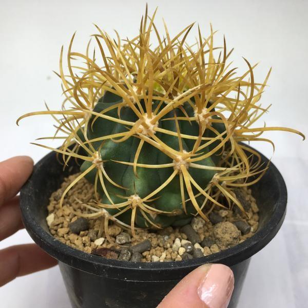 【特大美株35㎝】フェロカクタス 黄金冠 特選 袖接 サボテン：フェロカクタス 黄刺金冠竜*6cm 現品 一品限り : 遊恵盆栽