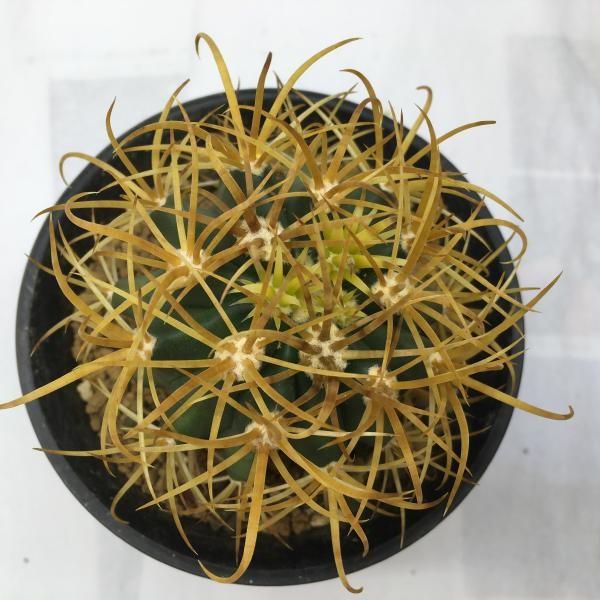 純黄刺 金冠竜 実生 鉢植えメルカリ便送料込み 純黄刺 金冠竜 実生 鉢植えメルカリ便発送( •ω- )☆
