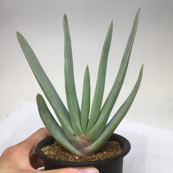 多肉植物 アロエ プリカティリス 幅11cm S4671 遊恵盆栽 Yahoo 店 通販 Yahoo ショッピング