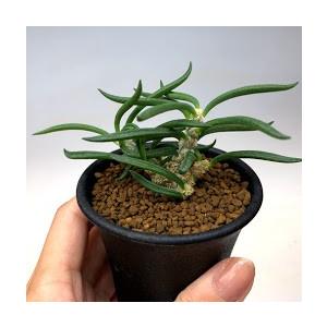 多肉植物：ユーフォルビア キリンドリフォリア 実生*葉幅7cm : 遊恵