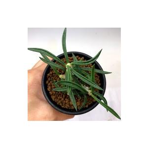 多肉植物：ユーフォルビア キリンドリフォリア 実生*葉幅7cm : 遊恵