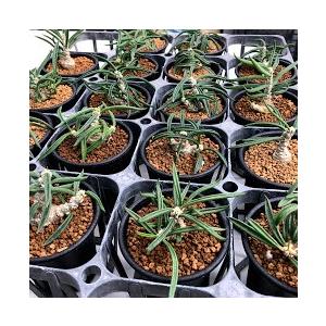 多肉植物：ユーフォルビア キリンドリフォリア 実生*葉幅7cm : 遊恵