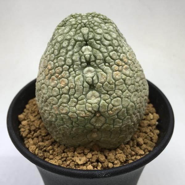 コーデックス：プセウドリトス エイレンシスsp.nov.*塊幅5.3cm　現品　一品限り