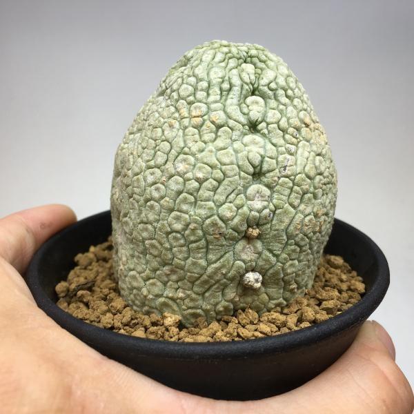 コーデックス：プセウドリトス エイレンシスsp.nov.*塊幅5.3cm　現品　一品限り 