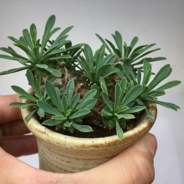 多肉植物 おしゃれ：ユーフォルビア 峨眉山鉄甲 陶器鉢*6.5cm 現品