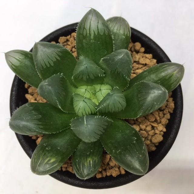 多肉植物：ハオルチア 美窓ピリフェラ *幅5cm : 遊恵盆栽 Yahoo