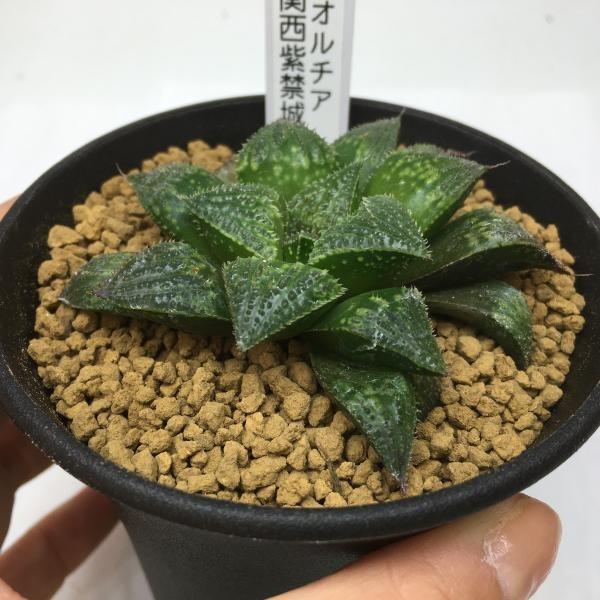 多肉植物:ハオルチア 関西紫金城*7cm 現品 一品限り : 遊恵 多肉植物:ハオルチア 関西紫金城*7cm 現品 一品限り : 遊恵