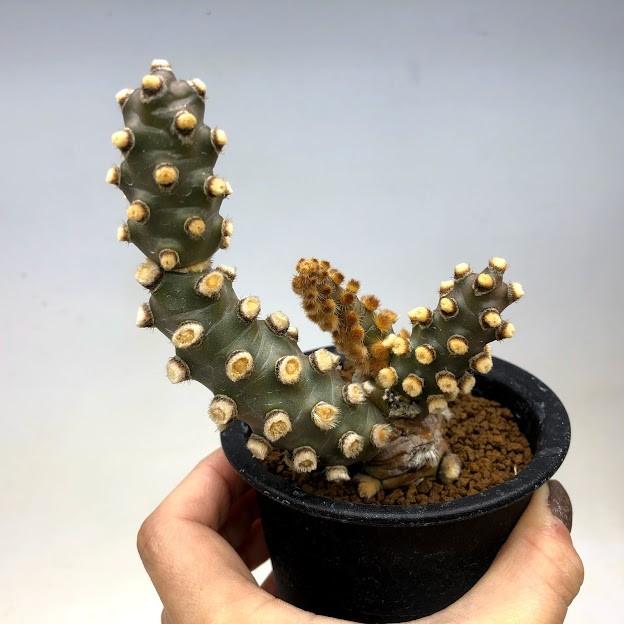 サボテン：テフロカクタス モリネンシス 妖鬼殿*全幅9cm : 遊恵盆栽