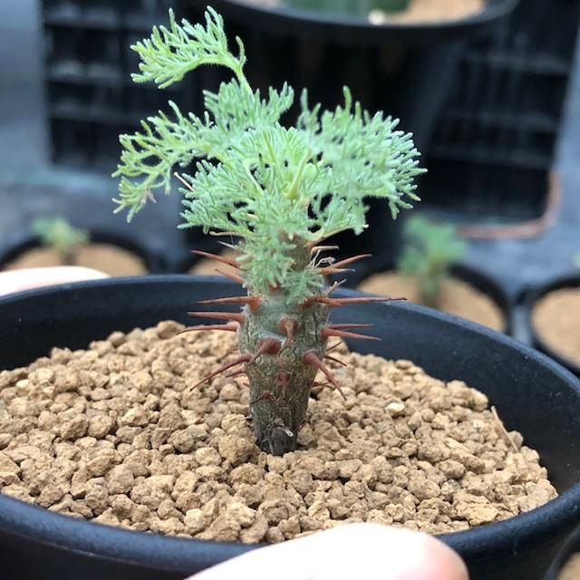 コーデックス：サルコカウロン ヘレー 竜骨城*葉幅3cm : 遊恵