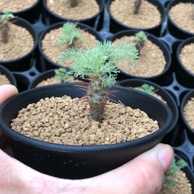 コーデックス：サルコカウロン ヘレー 竜骨城*葉幅3cm : 遊恵