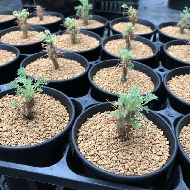 コーデックス：サルコカウロン ヘレー 竜骨城*葉幅3cm : 遊恵