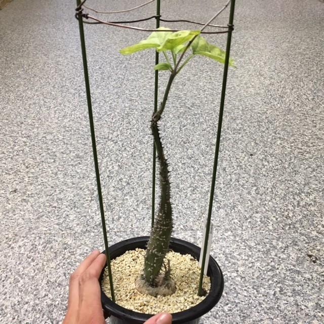 塊根植物：アデニア アクレアータ*現品 一品限り : 遊恵盆栽
