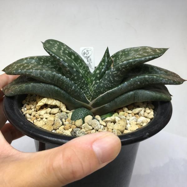 多肉植物：ガステリア 白点臥牛*14cm 現品 一品限り : 遊恵盆栽