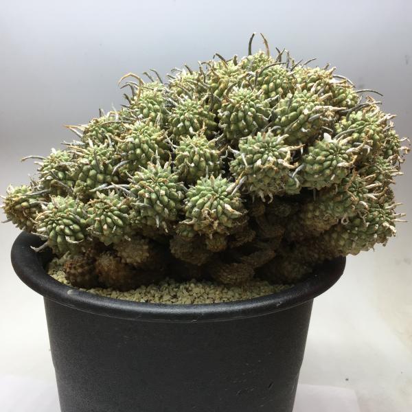 コーデックス：ユーフォルビア ムルチセプス*幅20cm【現品！一品