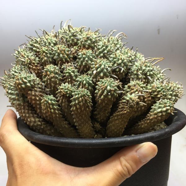 コーデックス：ユーフォルビア ムルチセプス*幅20cm【現品！一品