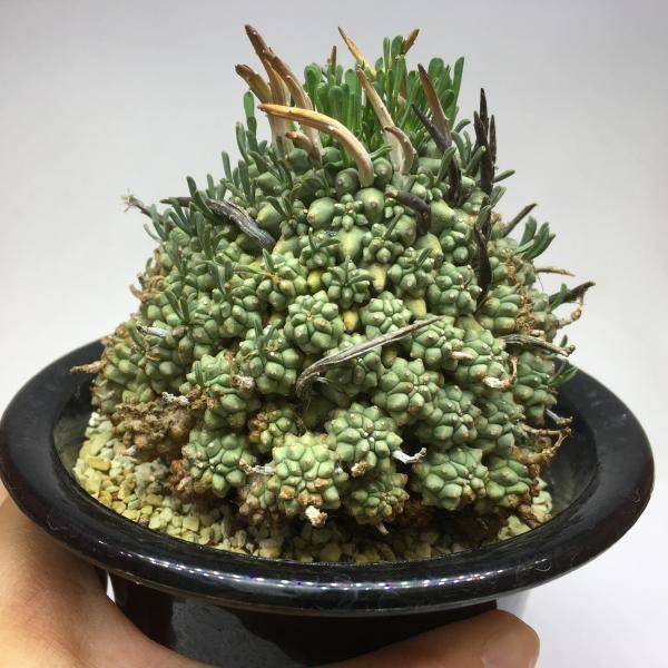 コーデックス：ユーフォルビア ムルチセプス*幅8.5cm 現品 一品限り
