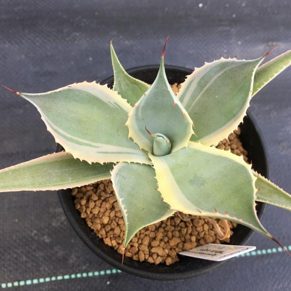 多肉植物：アガベ ポタトルム ホワイトエッジ*13cm 現品 一品限り
