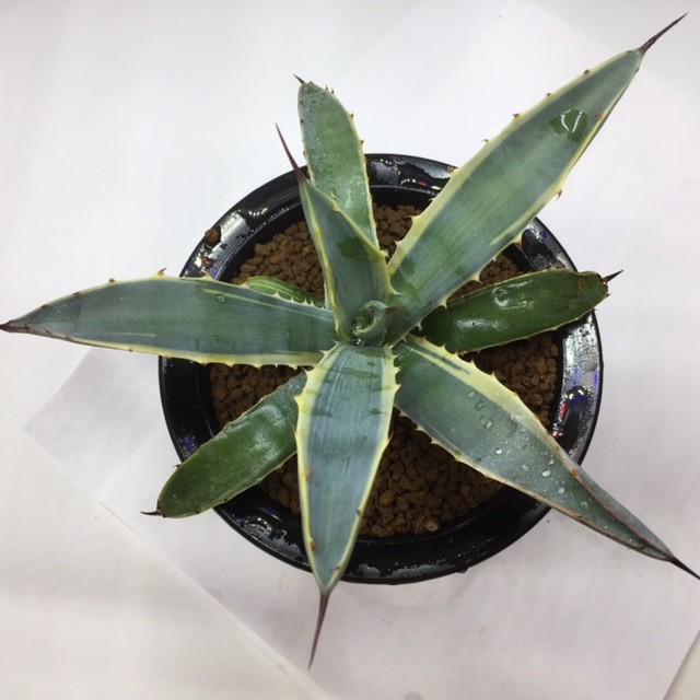多肉植物：アガベ マクロアカンサ錦 覆輪*幅16cm 現品 一品限り 
