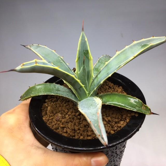 多肉植物：アガベ マクロアカンサ錦 覆輪*幅16cm 現品 一品限り 