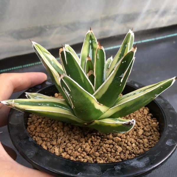 多肉植物：アガベ 輝山（きざん）*幅10cm現品 一品限り : 遊恵盆栽