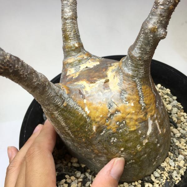 パキポディウム グラキリス デカいです。 パキポディウム グラキリス-PG294 | Supervoid Caudex