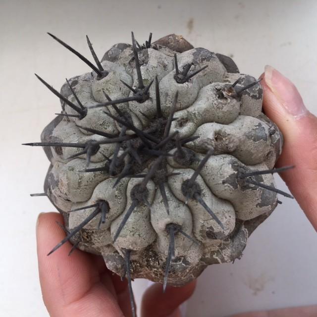 サボテン：コピアポア 黒王丸 抜き苗*幅6cm 現品 一品限り : 遊恵