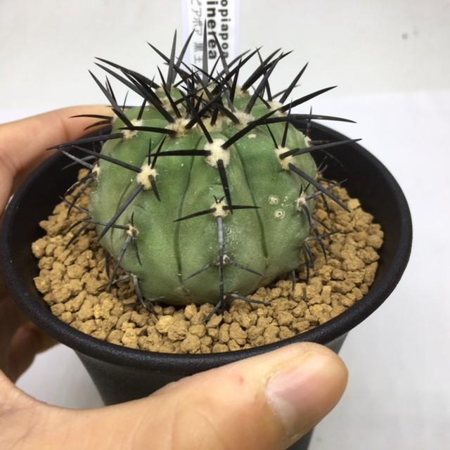 サボテン:コピアポア 黒王丸 実生*幅5cm 現品 一品限り サボテン:コピアポア 黒王丸 実生*幅5cm 現品 一品限り