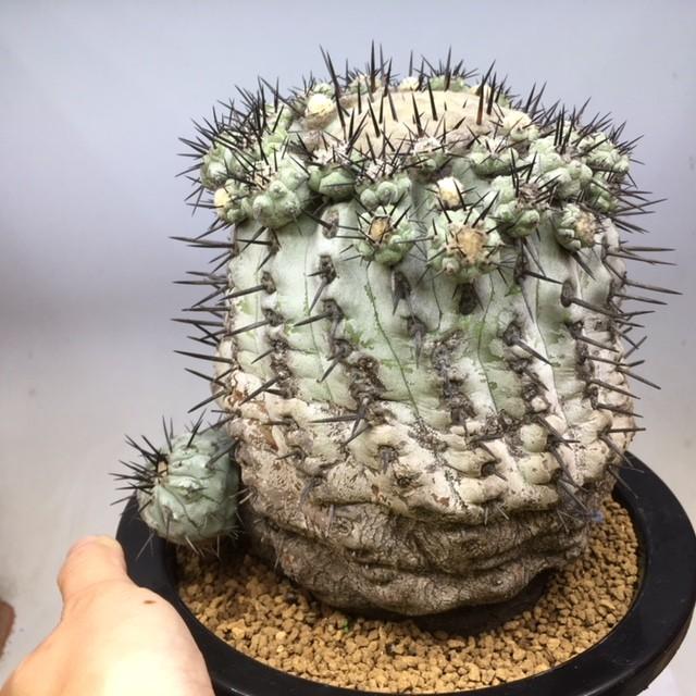 サボテン：コピアポア 黒王丸*幅6.5cm 現品 一品限り : 遊恵