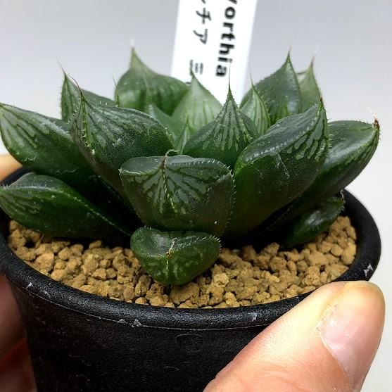 ハオルチア 三仙寿錦 ハオルチア 三仙寿錦 | mocono_plants