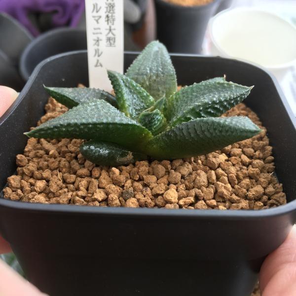多肉植物：ハオルチア 輸入特選特大型コエルマニオルム*幅7cm 現品