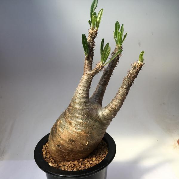 コーデックス パキポディウム グラキリス 全幅11ｃｍ 現品 一品限り 発根管理中 Mohmmadiyon Com