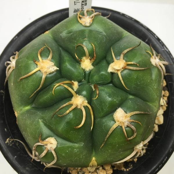 サボテン ギムノカリキウム 海王丸 幅9ｃｍ 現品 一品限り 傷あり 花