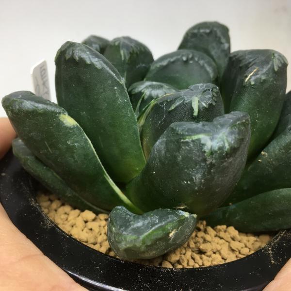 多肉植物:ハオルチア 万象hyb. うど錦*幅10cm 現品 一品限り 多肉植物:ハオルチア 万象hyb. うど錦*幅10cm 現品 一品限り