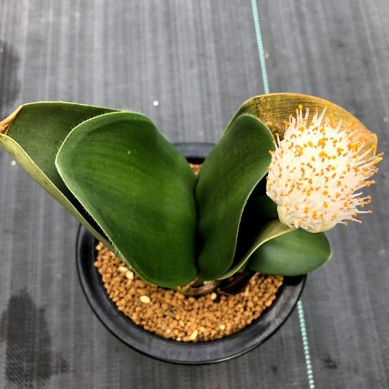 球根植物：ハエマンサス アルビフロース マユハケオモト*葉幅12cm