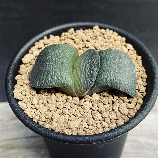 メルカリ便発送&ロウルサンコさんラベル付き☆多肉植物 ガステリア 臥牛 王頭 多肉植物：ガステリア 臥牛*幅5cm : 遊恵盆栽 Yahoo!店 - 通販