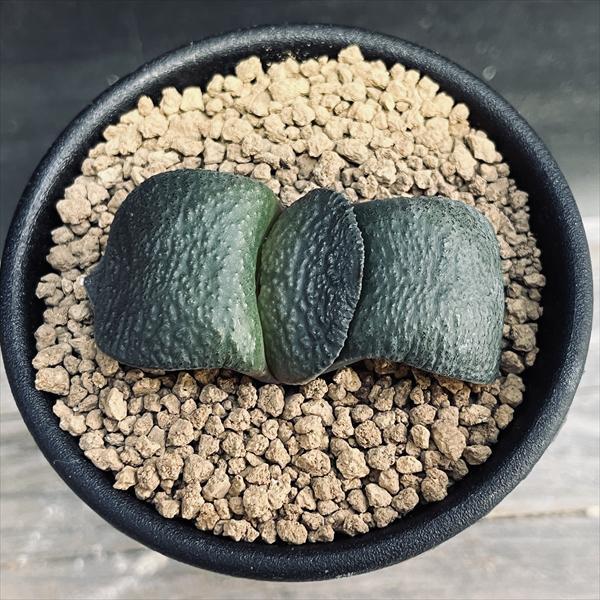 多肉植物：ガステリア 臥牛*幅5cm : 遊恵盆栽 Yahoo!店 - 通販